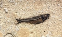 Fossil fish 299  11.5 x 7 x .5in  fish is 6 x 1.5in